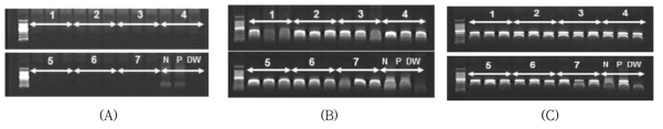 교배친으로 사용한 품종의 접종 후 반응사진(1.‘chiwerel’, 2.‘Ford’, 3.‘Baekma’, 4.‘Seino issei’, 5. ‘Jinba’, 6.‘Iwa_no_hakusen’, 7.‘Inga’), (A) 접목6주후 (B) 접목8주후 (C) 접목 10주후