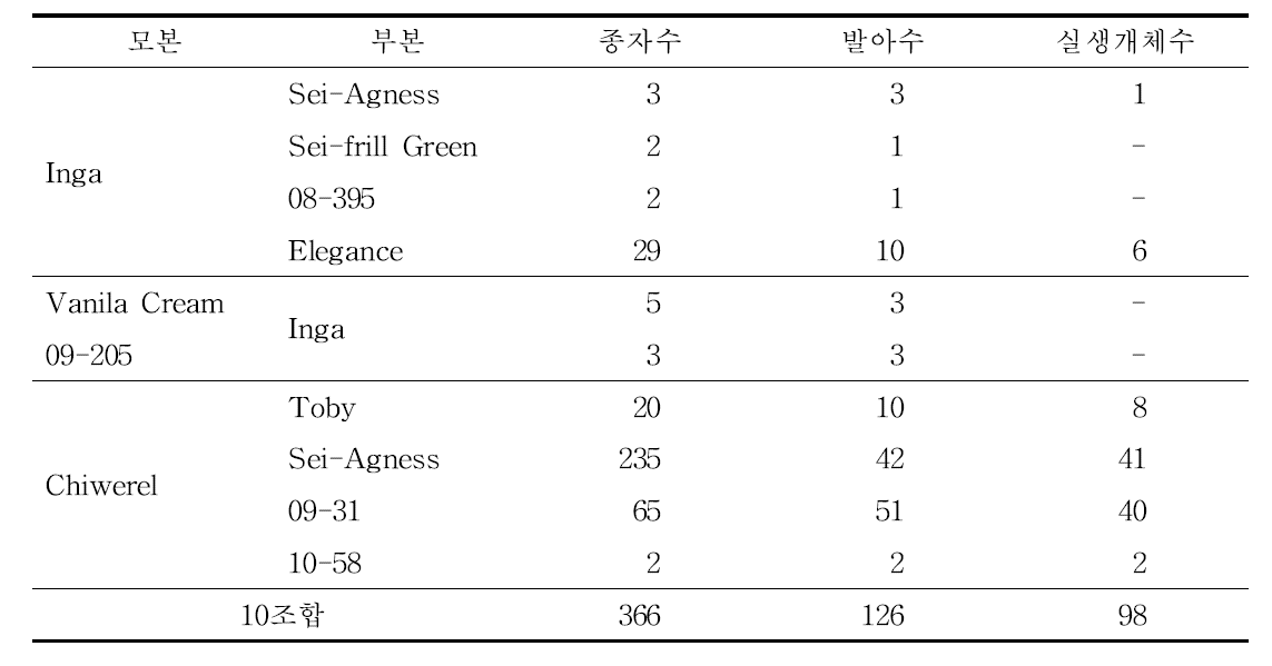 국화 저항성 유전자원 이용한 교배조합