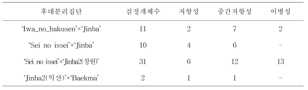 국화후대분리집단에서 CSVd저항성 2차검정