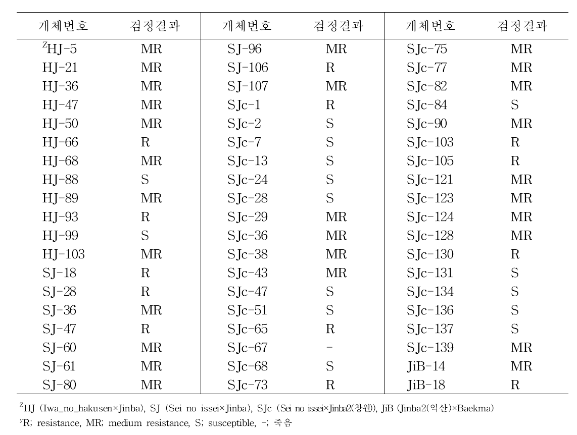 국화후대분리 4개집단에서 CSVd에 대한 병반응결과