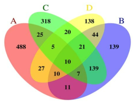 Up-regulated DEGs 유전자 리스트를 이용하여 작성한 벤 다이어그램 A: Sei no issei 접종전과 접종 5주후, B: Baekma 접종전과 접종 5주후, C:Iwa_no_hakusen 접종전과 접종 5주후, D; Jinba 접종전과 접종 4주후