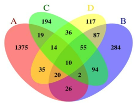 Down-regulated DEGs 유전자 리스트를 이용하여 작성한 벤 다이어그램 A: Sei no issei 접종전과 접종 5주후, B: Baekma 접종전과 접종 5주후, C:Iwa_no_hakusen 접종전과 접종 5주후, D; Jinba 접종전과 접종 4주후