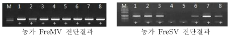 수집한 ‘샤이니골드’ 바이러스 감염 의심주 RT-PCR 분석