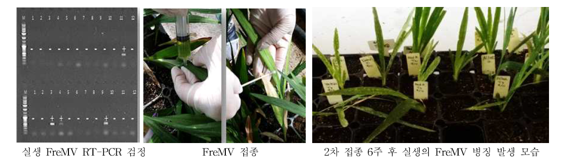 실생묘의 FreMV RT-PCR 검정, 접종 및 병징 발생