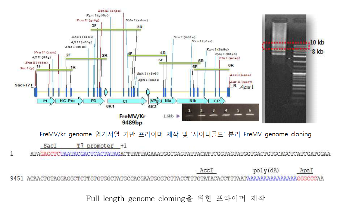 프리지아 FreMV genome cloning