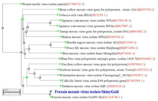 Phyrogenic tree를 이용한 FreMV 염기서열 비교