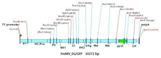 프리지아 ‘샤이니골드’에서 분리한 FreMV genome cloning