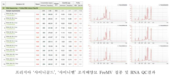 FreMV 접종 후 전사체 분석을 위한 시료 RNA 추출 및 QC 결과