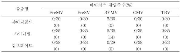 프리지아 생장점 배양묘의 바이러스 검정