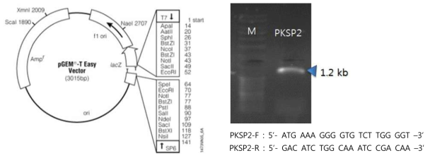 PKSK2 full length cDNA cloning