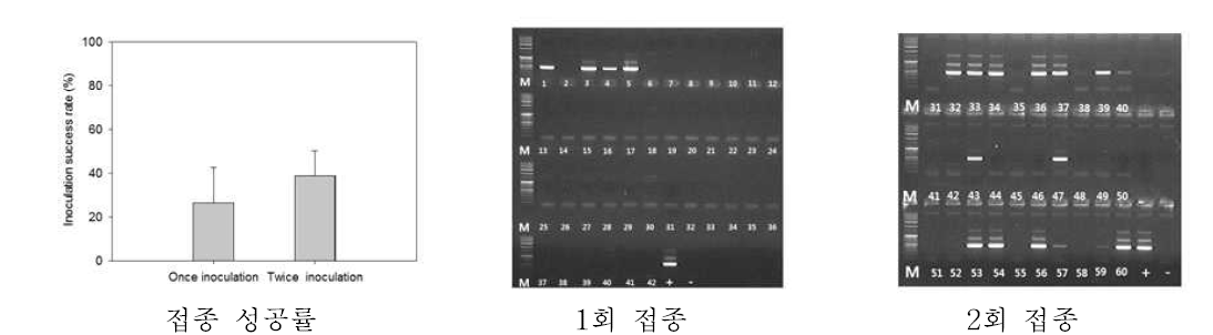 접종횟수에 따른 CMV 감염성공률