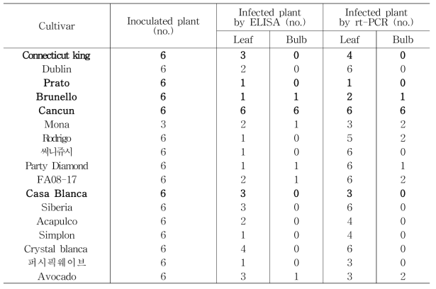 CMV 접종시 ELISA, rt-PCR 검정시 품종별 잎과 구근에서의 바이러스 검출특성