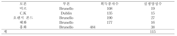 나리 CMV 저항성 관련 후대 양성