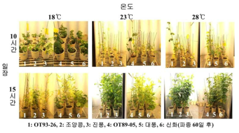 2016년 일장과 온도에 따른 각 품종별 생육모습