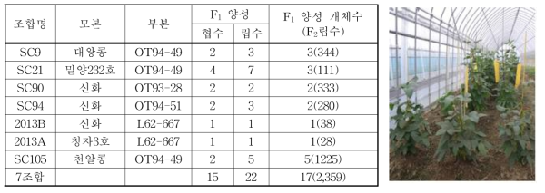 조합별 F1 양성(F2)