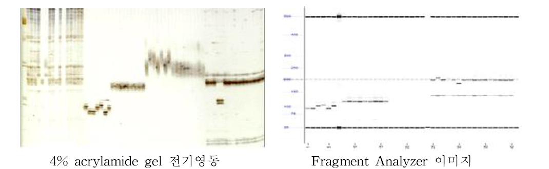 아크릴아마이드젤 및 Fragment analyzer 이용 다형성 분석