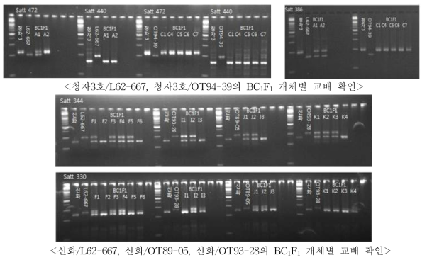 BC1F1 교배조합 개체별 교배 확인