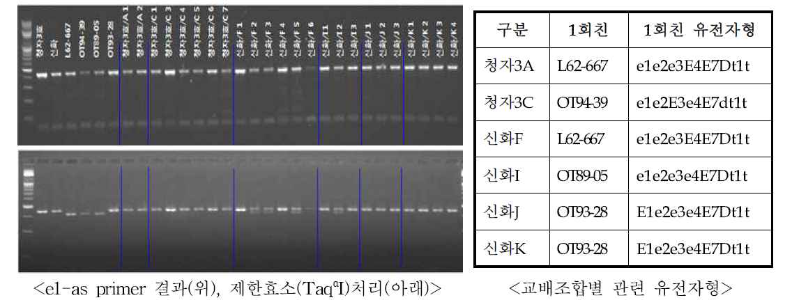 제한효소(TaqαI) 처리를 통한 BC1F1 교배조합별 유전자형 분석