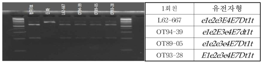 e3-fs 및 제한효소(AleI)에 의한 교배모부본(6점)의 유전자형 분석