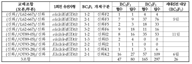 BC3F1 획득을 위한 여교배 실시 내역