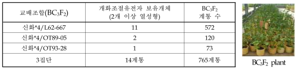 개화조절유전자 보유 여교배 계통 개발(BC3F2)