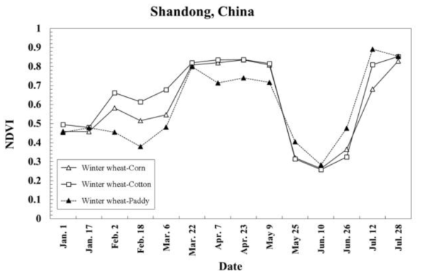 중국 산동성 대상 겨울밀 이모작 항목의 시계열 NDVI profile