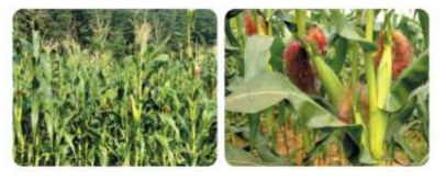 생육단계별 옥수수 재배 사진 (출처: 생육단계별 작물 도감(국립농산물품질관리원, 2005))