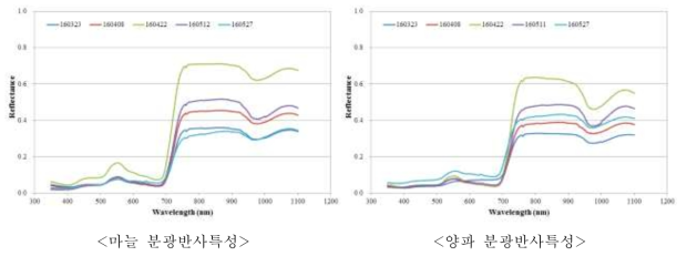 시기별 마늘, 양파의 분광반사 특성