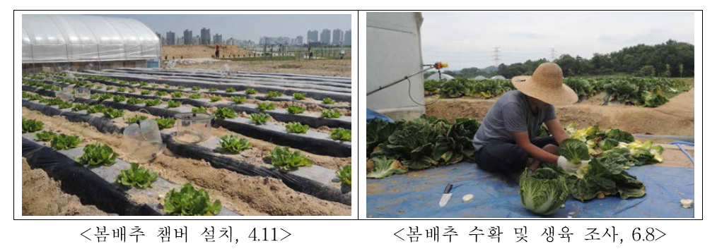 2015년 봄배추 재배 및 생육 조사