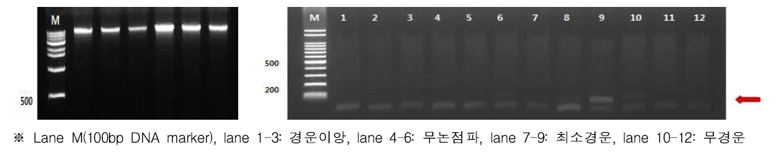 벼 경운방법별 토양 total DNA 추출 및 PCR 확인(재배전)