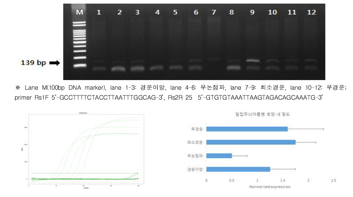 벼 경운방법별 토양 total DNA 추출 및 잎집무늬마름병 PCR(139 bp) 확인(벼 재배 후)
