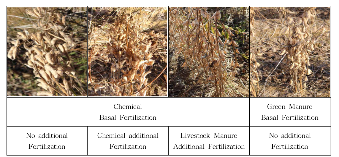 The experimental plot condition before harvesting from conventional tillage