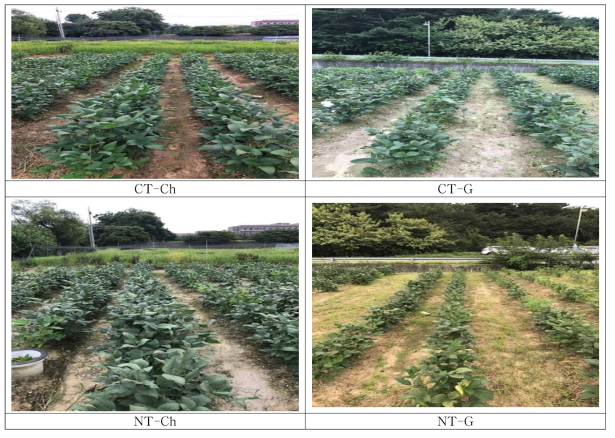 Soybean growth according to method of fertilization in vegetative growth stage. (CT-Ch : Conventional Tillage with chemical fertilizer, CT-G : Conventional Tillage with green manure, NT-Ch : No-tillage with chemical fertilizer, NT-G : No-tillage with green manure)