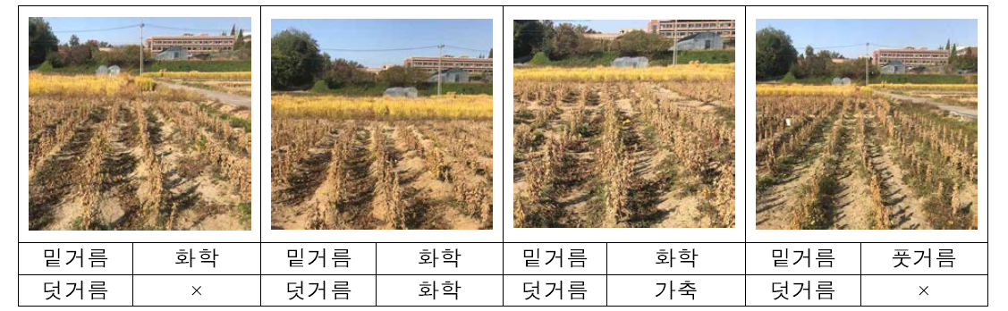 The experimental plot condition before harvesting from conventional tillage