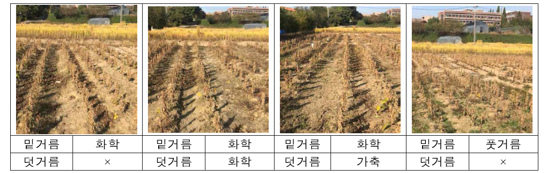 The experimental plot condition before harvesting from no-tillage