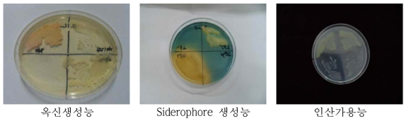 선발균주의 옥신생성, siderophore생성, 인산가용능