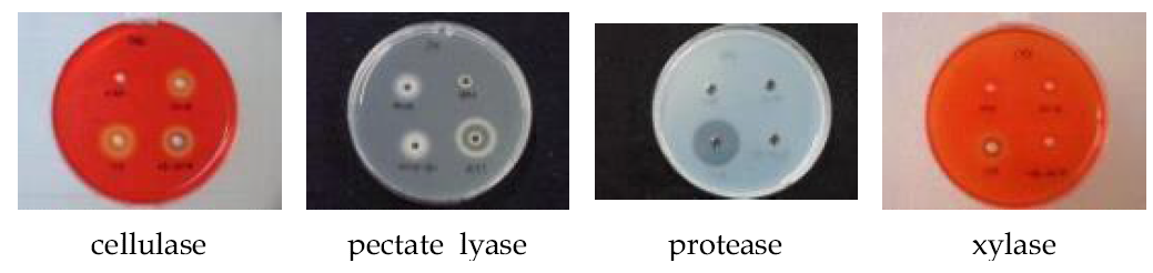 선발균주의 효소활성 정도