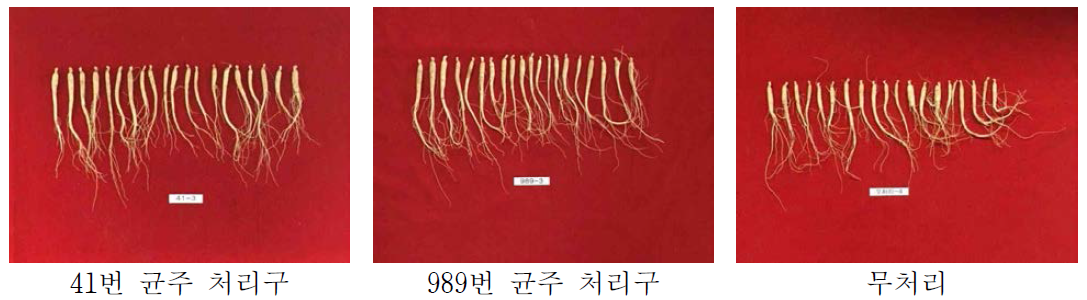 PGPR균 처리에 따른 인삼생육 촉진효과