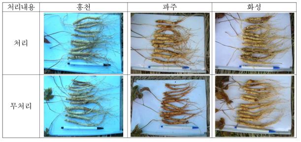 길항균 시제품 처리에 따른 인삼생육정도