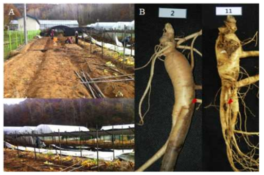 인삼포장과 이병삼. 인삼 뿌리썩음병원균 분리를 위한 이병삼 채집. A: 인삼포장(안동대학교 인삼 시험포장, B: 뿌리썩음증상이 있는 인삼