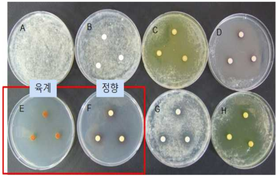 C. destructans 에 항균력을 가진 천연물 추출물 선발. 육계와 정향 천연물에 서 가장 뛰어난 효과를 보임. A: control(무처리), B: Ethanol 처리, C: Coptis chinensis, D: Paeonia suffruticosa , E: Cinnamomum cassia , F: Eugenia caryophyllata, G: Cnidium officinale, H: Phellodendron amurense