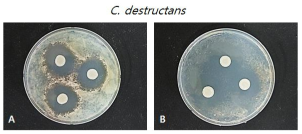 P. polymyxa E681균주 C. destructans에 대한 항균력 검정. A: BHI broth 배지에서 1일간 배양 후 세균배양액을 이용하여 병원균에 대한 항균력 검정, B: BHI agar 배지에서 2일간 배양한 후 살균수로 세균현탁액 제조 한 후 접종하여 병원균에 대한 항균력 검정