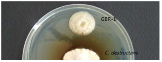 P. polymyxa GBR-1균주 C. destructans에 대한 항균력 검정