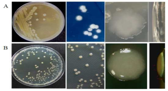 P. polymyxa E681 및 GBR-1의 형태학적 분석. Plate에서 배양된 colony 형태 관찰. A: P. polymyxa GBR-1, B: P. polymyxa E681