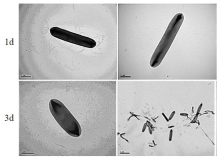 세균의 투과전자현미경 관찰 모습. P. polymyxa E681 균모양 및 편모 투과전자현미경 이용하여 관찰. 배양 후 1일에는 vegetative cell에서는 rod 모양을 하고, 다수의 편모가 보이는 주모균으로 관찰됨