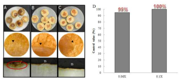 육계 추출물 농도별 인삼뿌리썩음병 인삼절편에 방제효과 검정. A: control, B: 0.06X, C: 0.1X, D: 육계 추출물 처리 시 인삼뿌리썩음병 방제, Arrowhead: C. destructans 균사 생장 관찰, IS: inoculation site