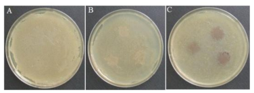 P. polymyxa YGB70균주와 정향, 육계 추출물간의 상충작용 확인. A:control(무처리), B: 정향 0.5X, D: 육계 0.06X