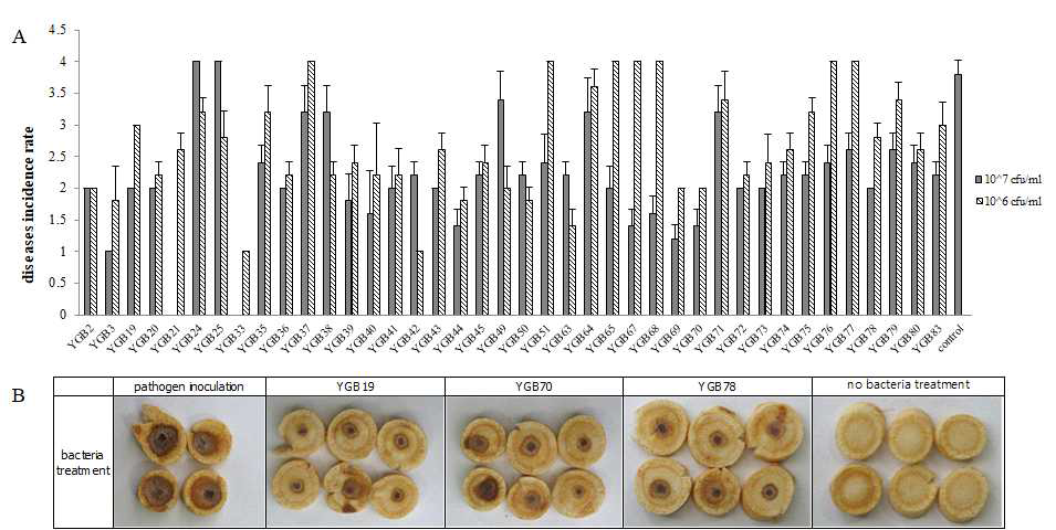 GRD Assay 이용한 C. destructans 방제 효과 검정. A: 유용미생물 농도별 병 방제효과 검정. B: 유용미생물 107 cfu/ml 농도에서 C. destructans 발병 억제. 0: 병 발병하지 않음, 1: 갈색으로 갈변, 2: 10% 병발생, 3: 30% 병발생, 4: 50%, 5: 70% 이상