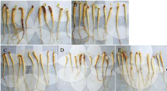 유용미생물(107 cfu/ml)를 이용한 C. destructans에 의한 인삼 뿌리썩음병 방제효과 묘삼에서의 검정. A: control (병원균처리), B: YGB19, C: YGB70, D: YGB20, E: YGB78