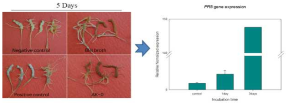 배양된 인삼 cell에서 AK-0 배양여액을 처리 시 C. destructans에 의한 인삼뿌리썩음병 발병 억제에 발현되는 PR gene 확인